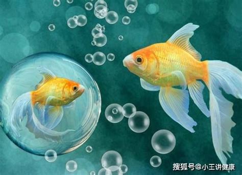 哪種魚最好養|12種養不死的觀賞魚都有哪些？新手都可以輕鬆養好的。